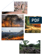 Deforestacion H