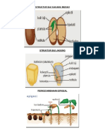 Struktur Biji Kacang Merah