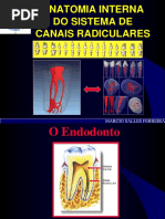 Anatomia Interna Dos Canais Radiculares