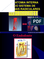 Anatomia Interna Dos Canais Radiculares