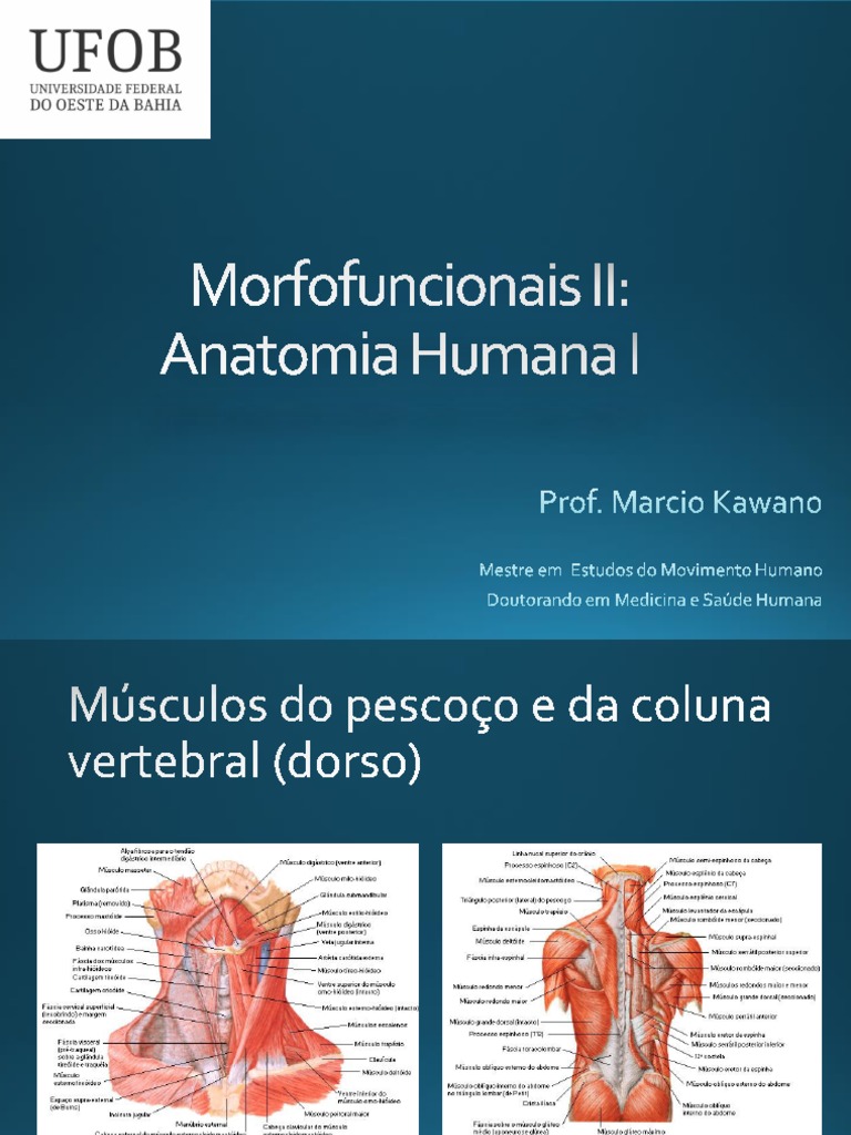 Sistema Muscular Músculos Do Pescoço E Do Dorso Pdf Coluna