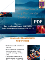 La Familia FoxO en La Función y Disfunción Cardiaca (DIAPO)