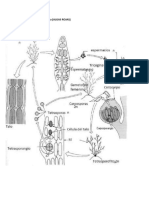 Ciclo de Vida Rhodophyta