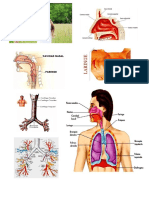 Pulmones PDF