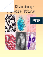 BY2012 Microbiology: Plasmodium Falciparum