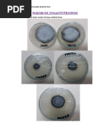 Placas de Colletotrichum