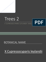 Trees 2