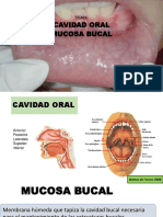 Cavidad oral: estructura y funciones de la mucosa bucal