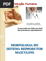 Morfo-fisiologia Do Sistema Reprodutor