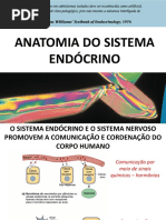 sistema endocrino