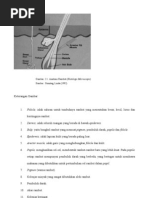 Download Anatomi Rambut by Greennet Mojoroto SN38537477 doc pdf