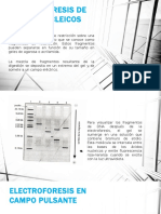 Electroforesis de Ácidos Nucleicos