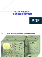 PLANT VIRUSES: HOST COLONISATION AND SYSTEMIC MOVEMENT