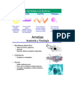 tarea microorganismos