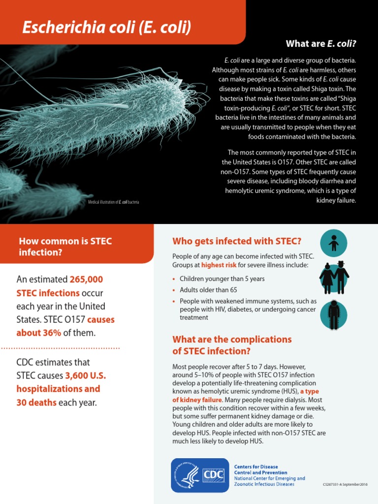 CDC E. Coli Factsheet PDF Escherichia Coli Medical Specialties