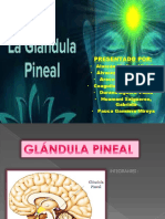 Exposicion Pineal