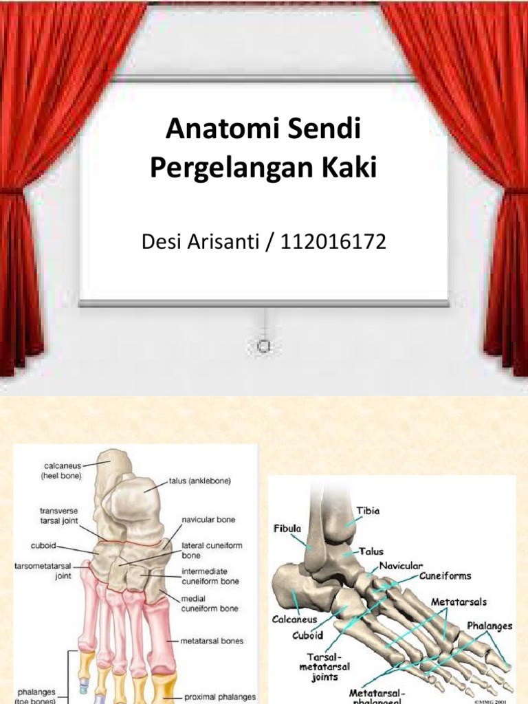  Anatomi  Sendi Pergelangan  Kaki 