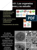 3-01 - El Estudio de Los Organelos - BIOQ - 2018