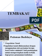 TEMBAKAU