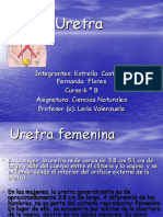 Uretra