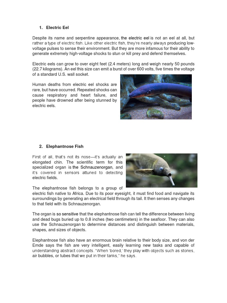 Electric Eel Generates 600 Volt Shocks Pdf Senses Fish