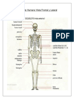 Esqueleto Humano, Palancas y Músculos