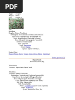 Download klasifikasi tumbuhan by Arnold Arung SN38563131 doc pdf