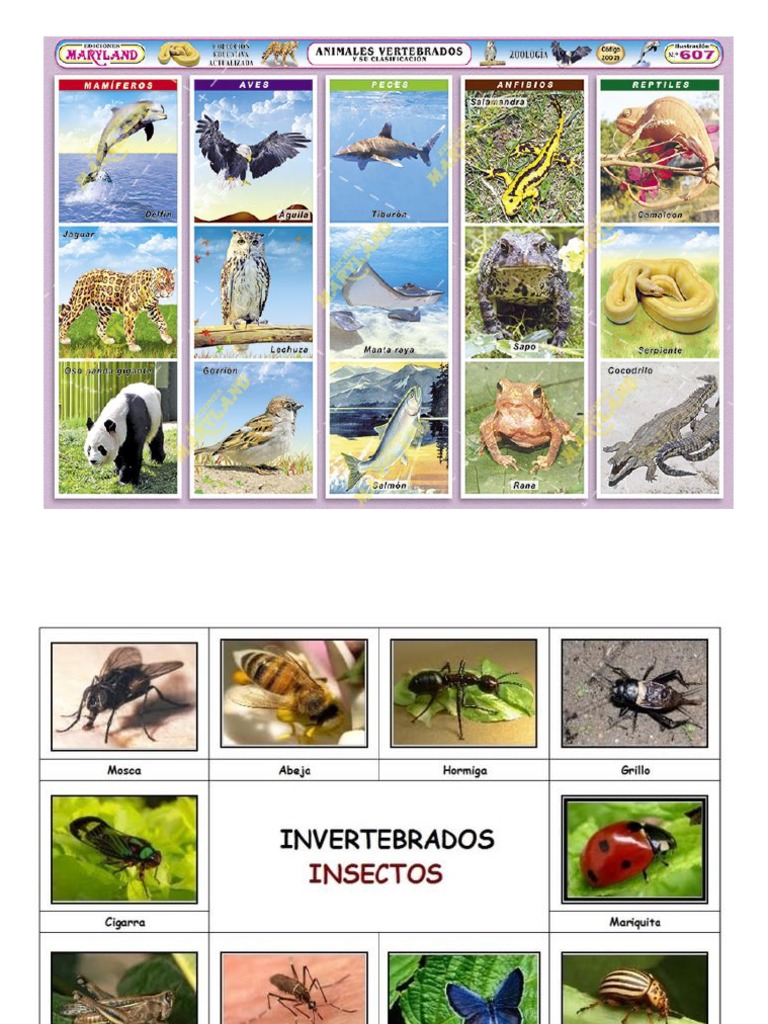 vertebrados e invertebrados imprimível 11ª série planilhas | Quizizz, image size:768x1024
