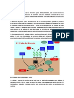 Ciclo Del Potasio