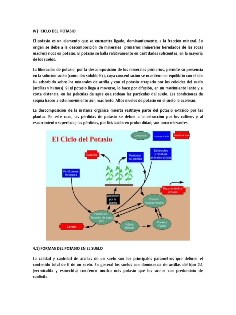 Ciclo y Formas del Potasio en Suelos | PDF | Potasio | Dieta y nutrición