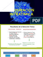 Maduración Intratímica