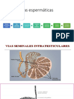 Vías Espermáticas