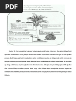 Jawapan Kegunaan Pokok Kelapa