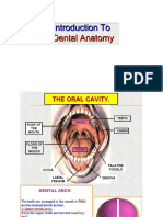 Intro to Dental Anatomy