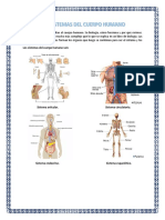 Sistema Del Cuerpo