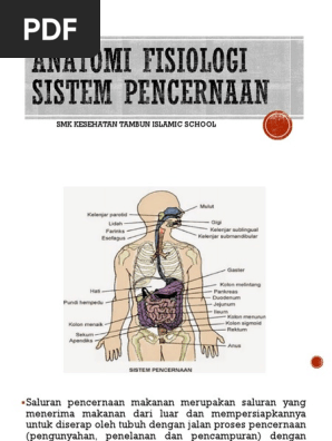 Anatomi Fisiologi Sistem Pencernaan
