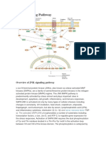 JNK Signaling Pathway