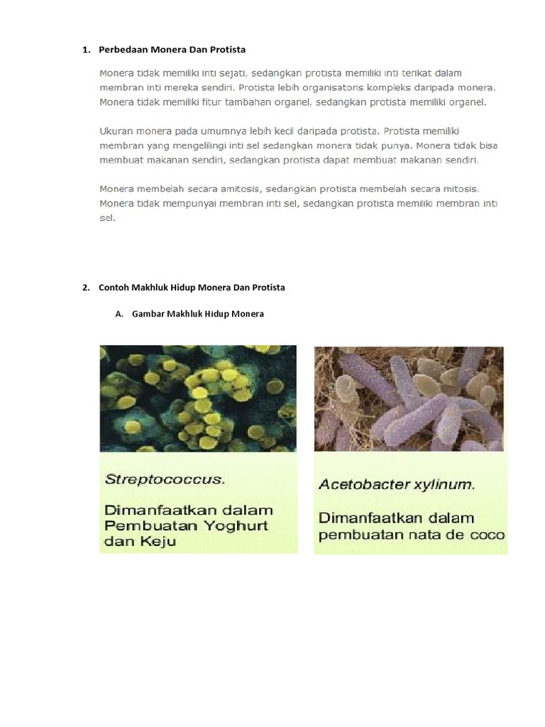 Contoh Monera Dan Protista - Aneka Macam Contoh
