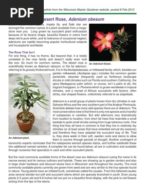 Adenium Obesum Cultivar Succulent Plant