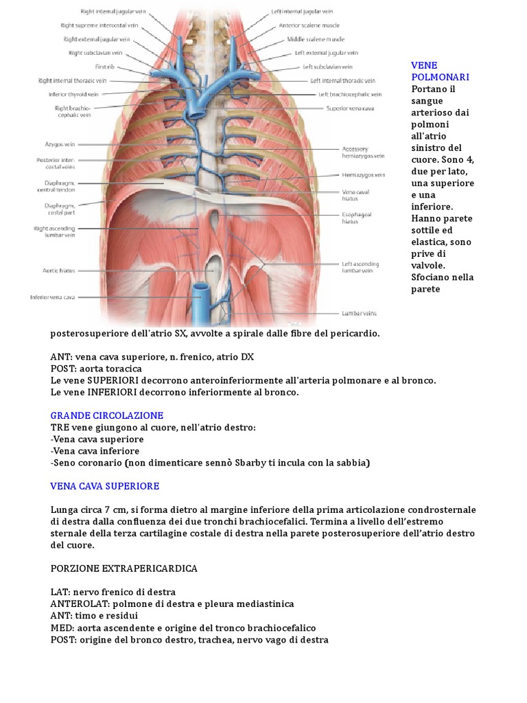 Vena Cava Superiore | PDF, image size:768x1024