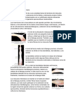 aparato extensor de la mano 