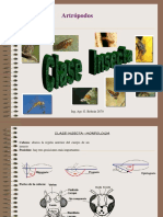 2.insectos Ordenes PDF
