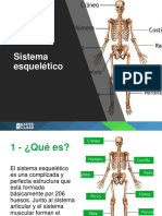 ppt Estructuras Del Sistema Esqueletico
