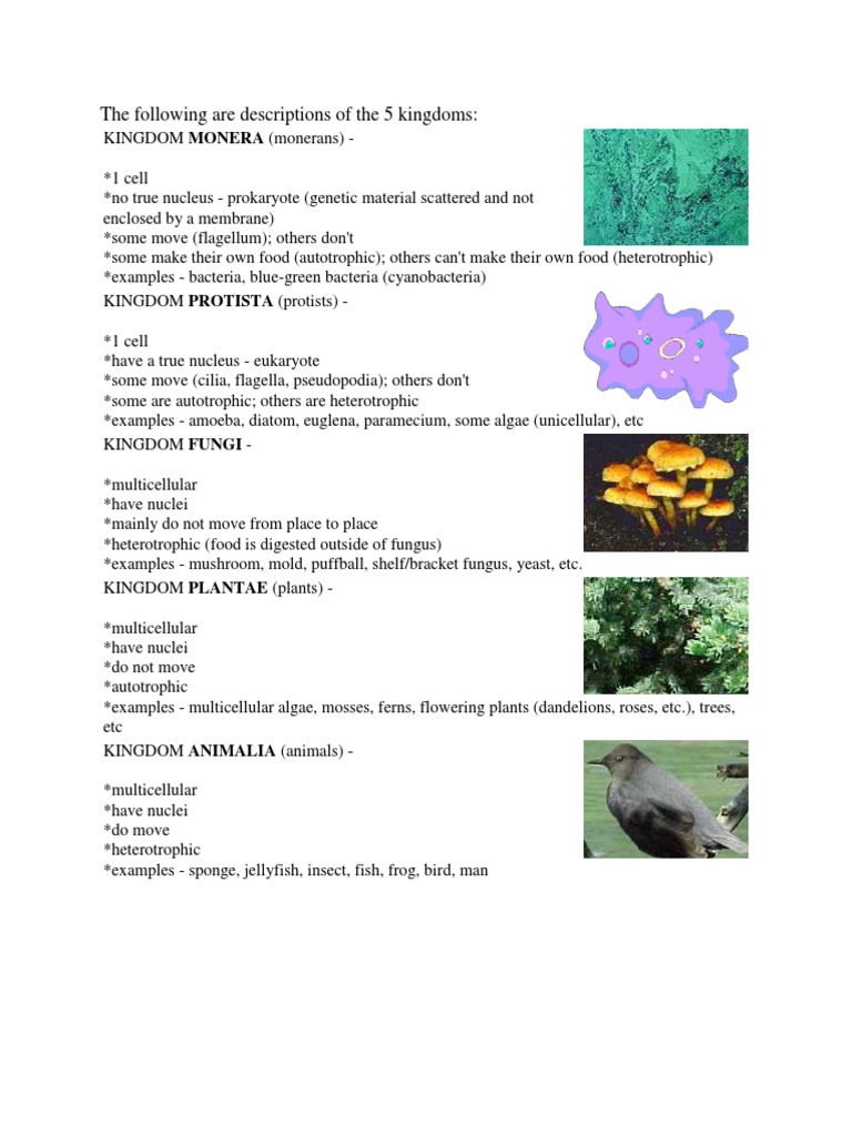 5 Kingdoms Pdf