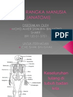 Sistem Rangka Manusia-Amier