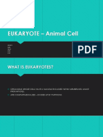 Eukaryote – Animal Cell