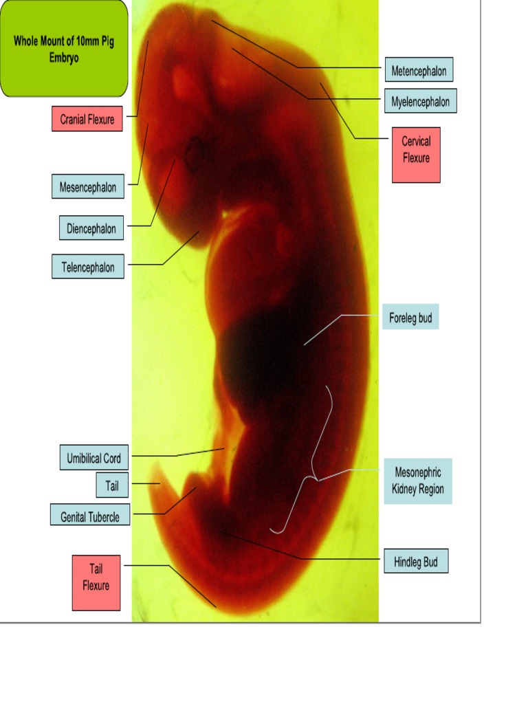 Pig Embryo | PDF