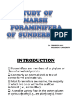 Foraminifera