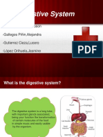 Digestive System