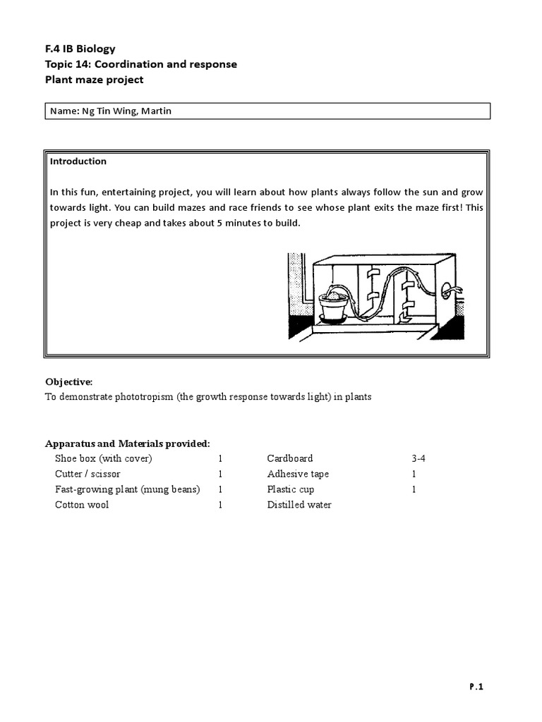 Plant Maze Project Worksheet | PDF | Auxin | Plants